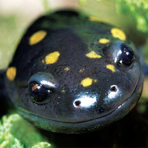 Salamander Species of North America